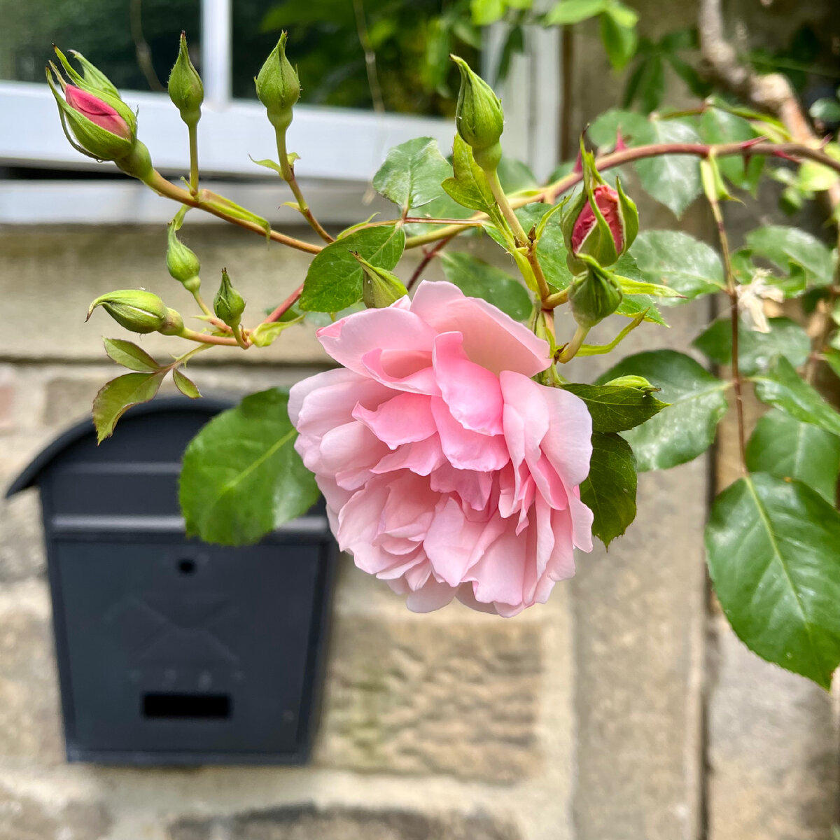 ‘Albertine’, старый рамблер