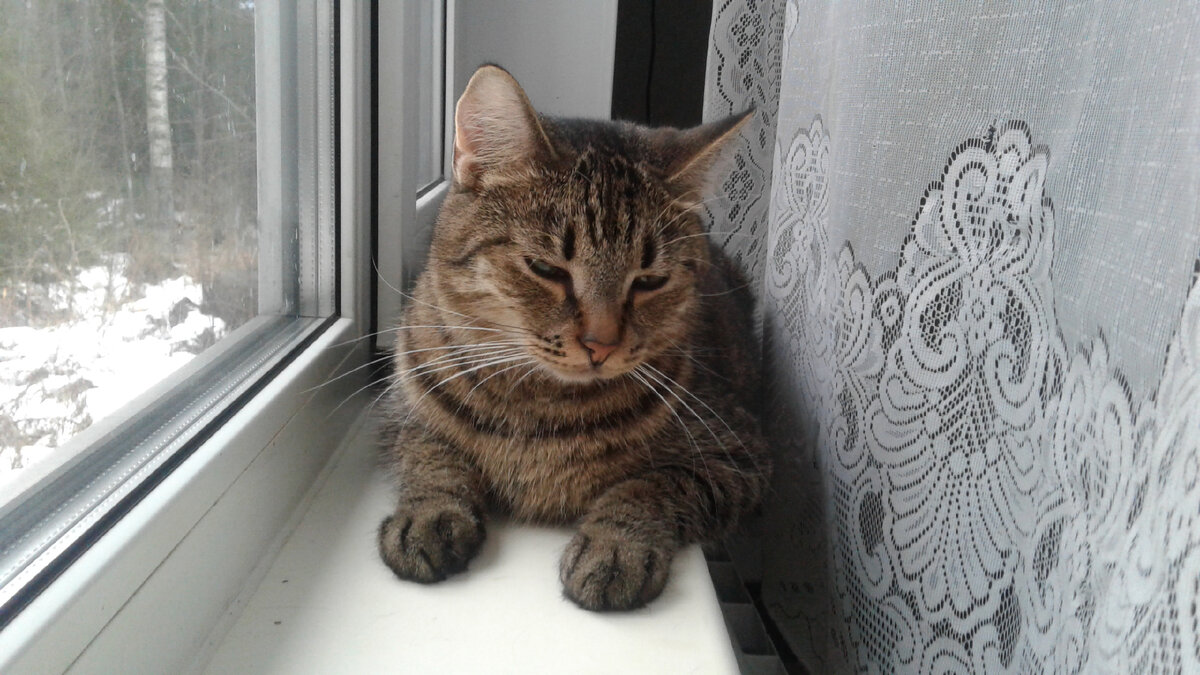 Гоша думает о Правилах перелета самолетами Аэрофлота