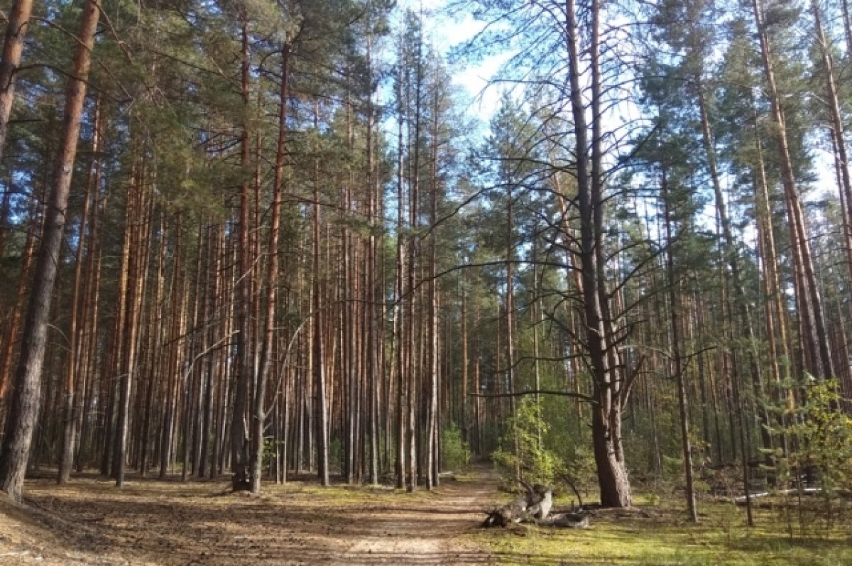    30 килограммов наркотика метилэфедрон нашли в лесу Нижегородской области