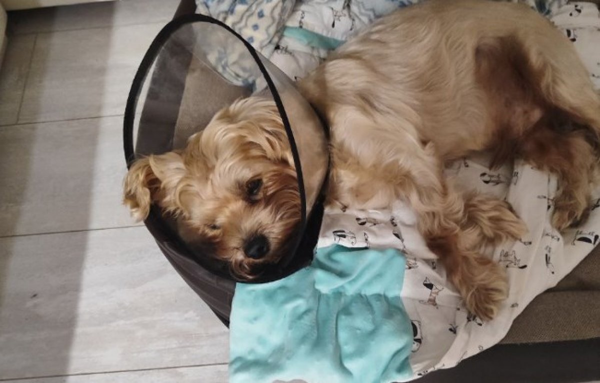    Бедный йорик.