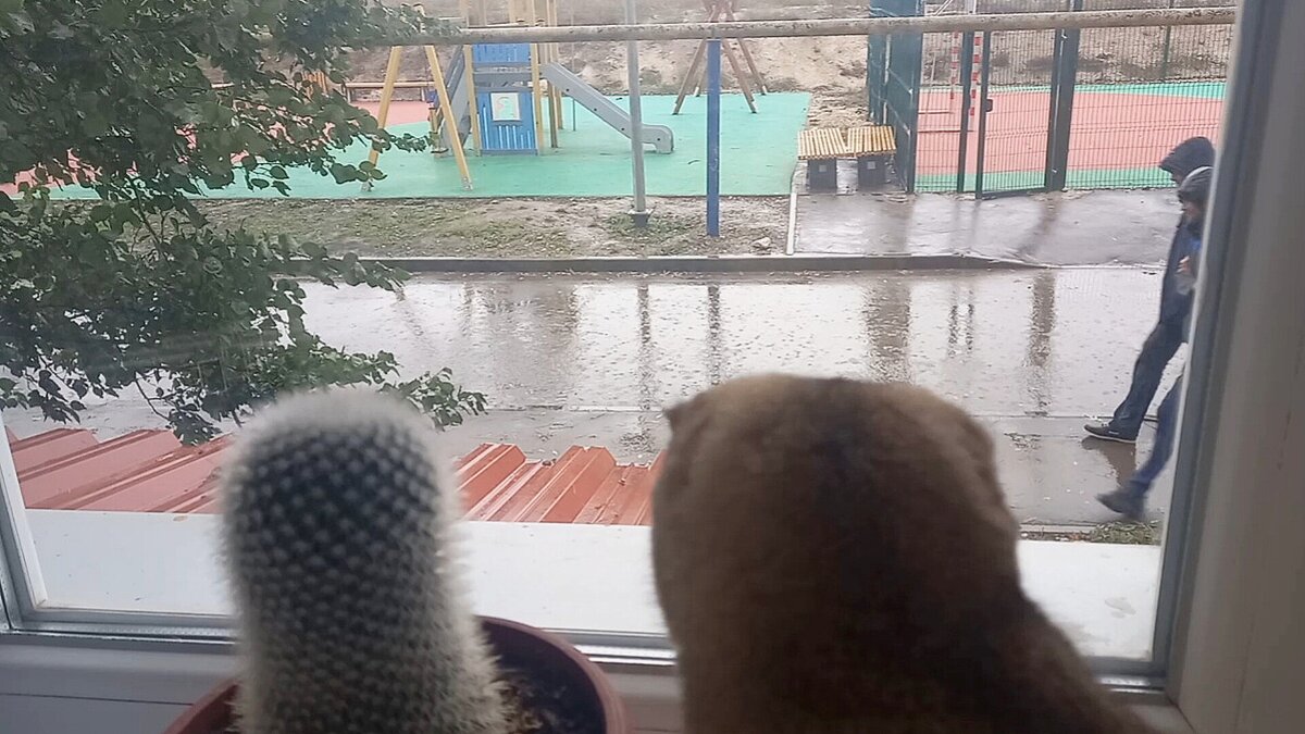 Я и мой друг кактус смотрим в окно