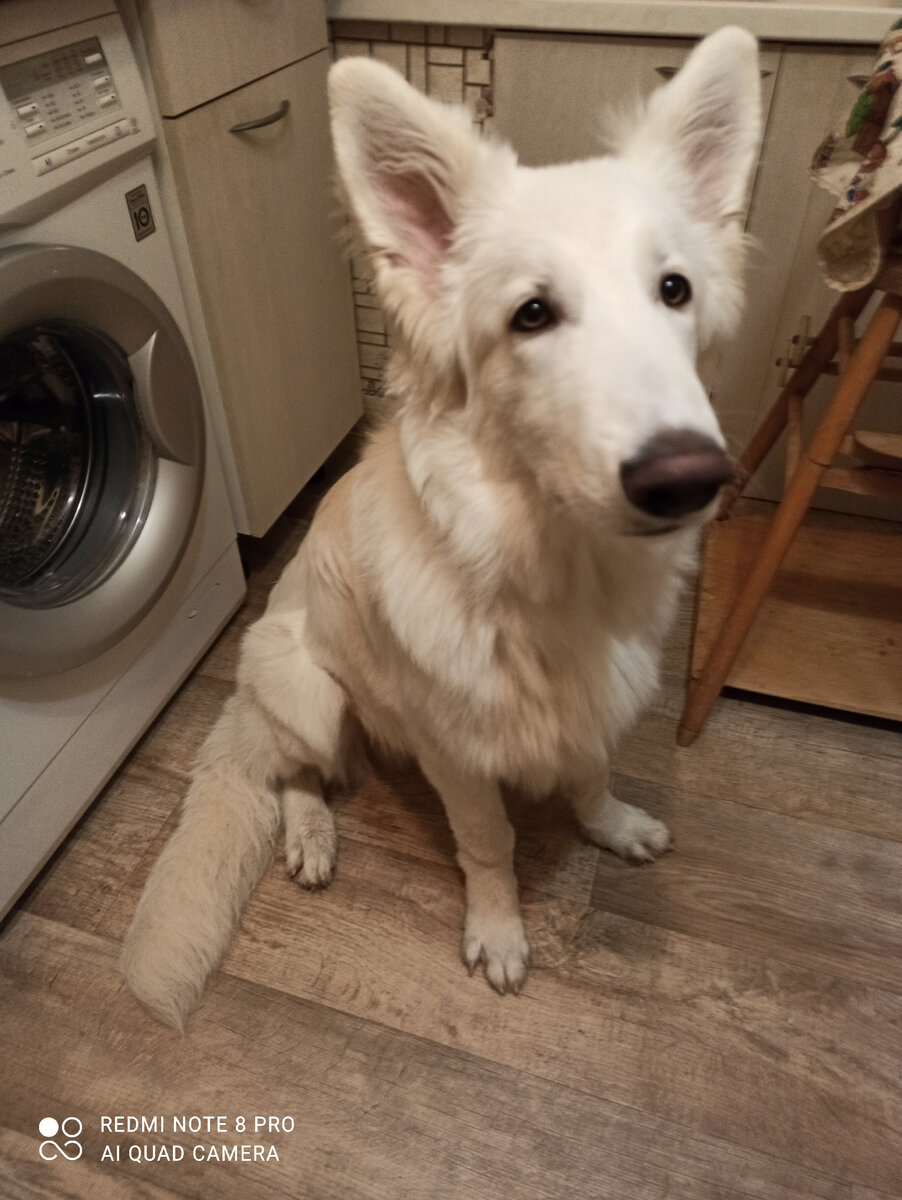 Сэм. Хороший мальчик