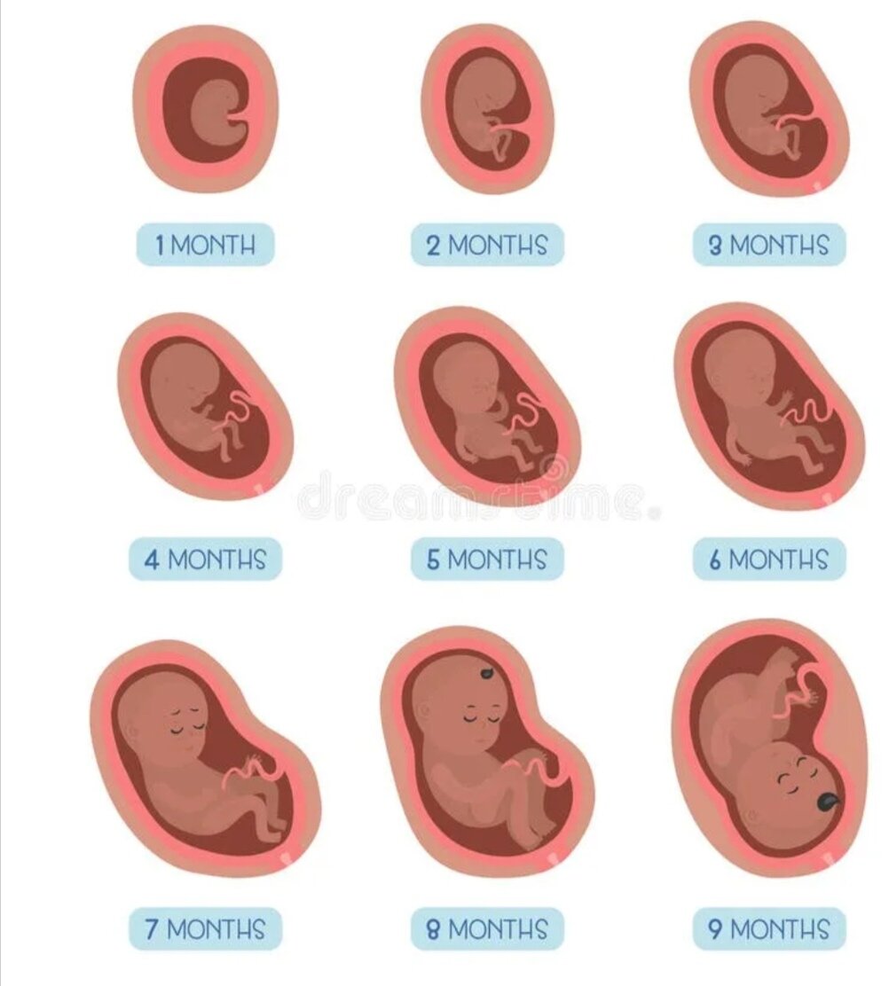 Плод на 3,2 месяце беременности. Эмбрион на 2 месяце беременности. Этапы беременности по месяцам.
