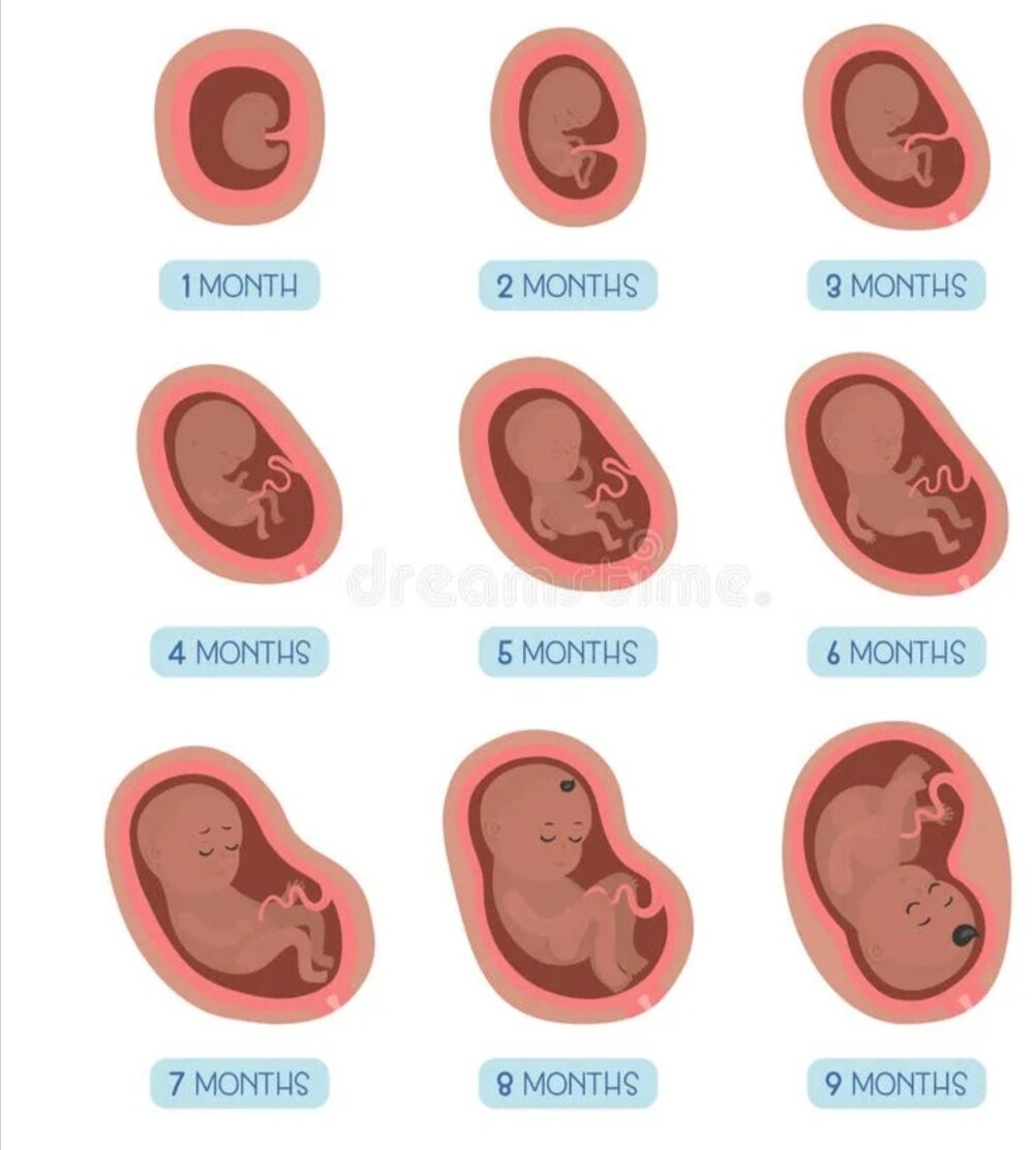 Месяц беременности как выглядит. Плод на 3,2 месяце беременности. Эмбрион на 2 месяце беременности. Этапы беременности по месяцам.