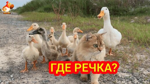 Кошка и утята с Папашей шагают на речку 🥰😂🤗 Где вода, братцы ❓