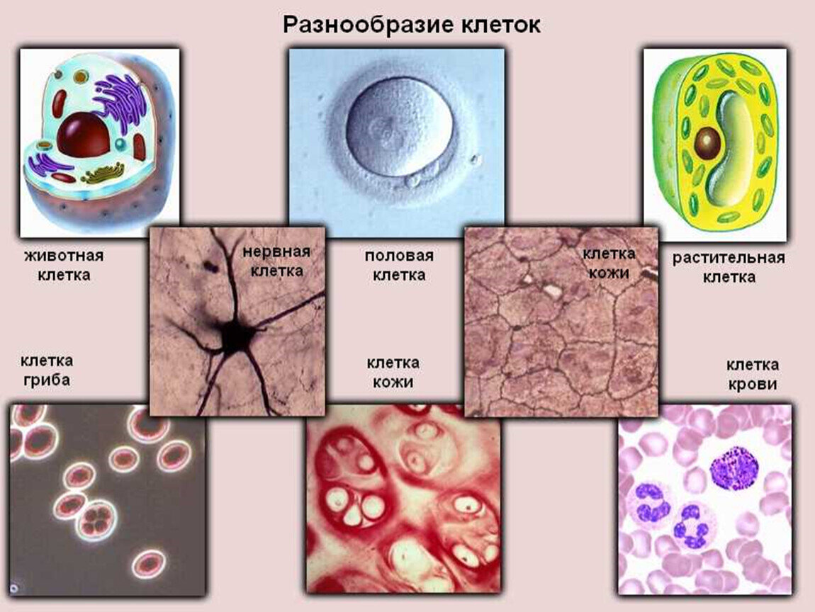 Какие клетки в организме человека. Типы клеток биология. Какие бывают типы клеток. Виды клеток человека. Разнообразие клеток организма человека.