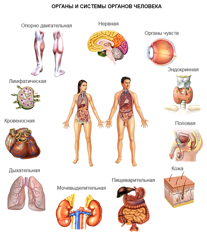 Русский организм. Системы органов в организме. Перечислить основные системы органов человека. Система органов человека биология 9. 12 Систем организма человека и их функции.