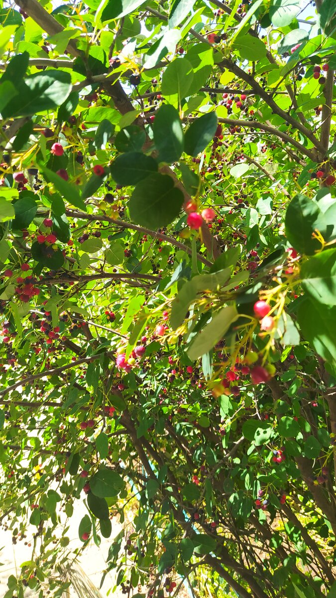 Это очень полезное растение ИРГА)) 