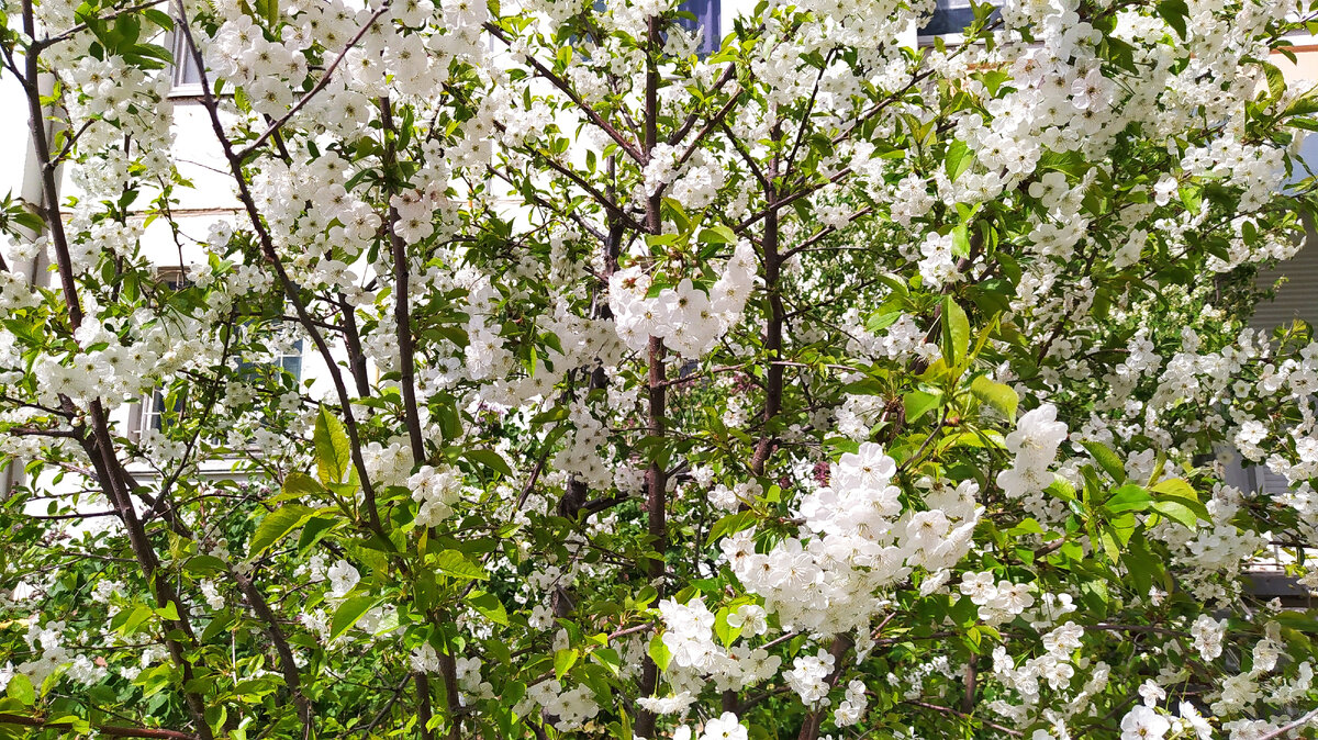 Вот так цвели мои вишенки, но плоды мне не достались((