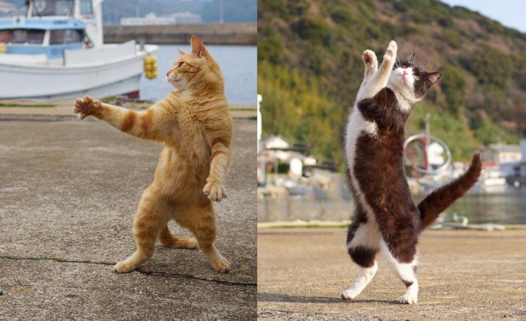 этот коллаж тоже взят из интернета