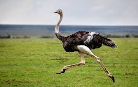 В случае опасности они бросаются в бегство, развивая скорость до 60—70 км/ч и делая шаги в 3,5—4 м длиной, и при необходимости круто меняют направление бега, не снижая скорости. Молодые страусы уже в месячном возрасте могут бегать со скоростью до 50 км/ч.