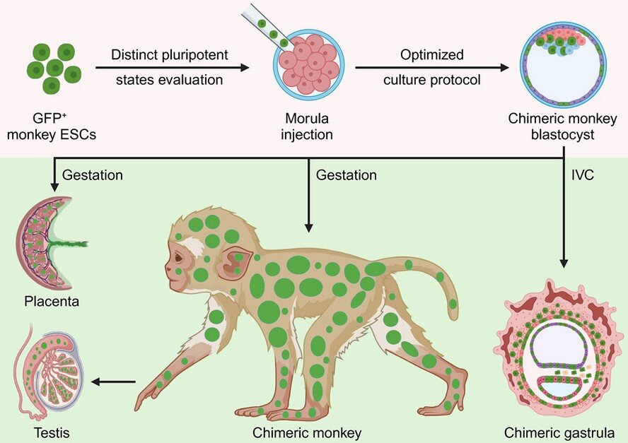   Jing Cao et al. / Cell, 2023