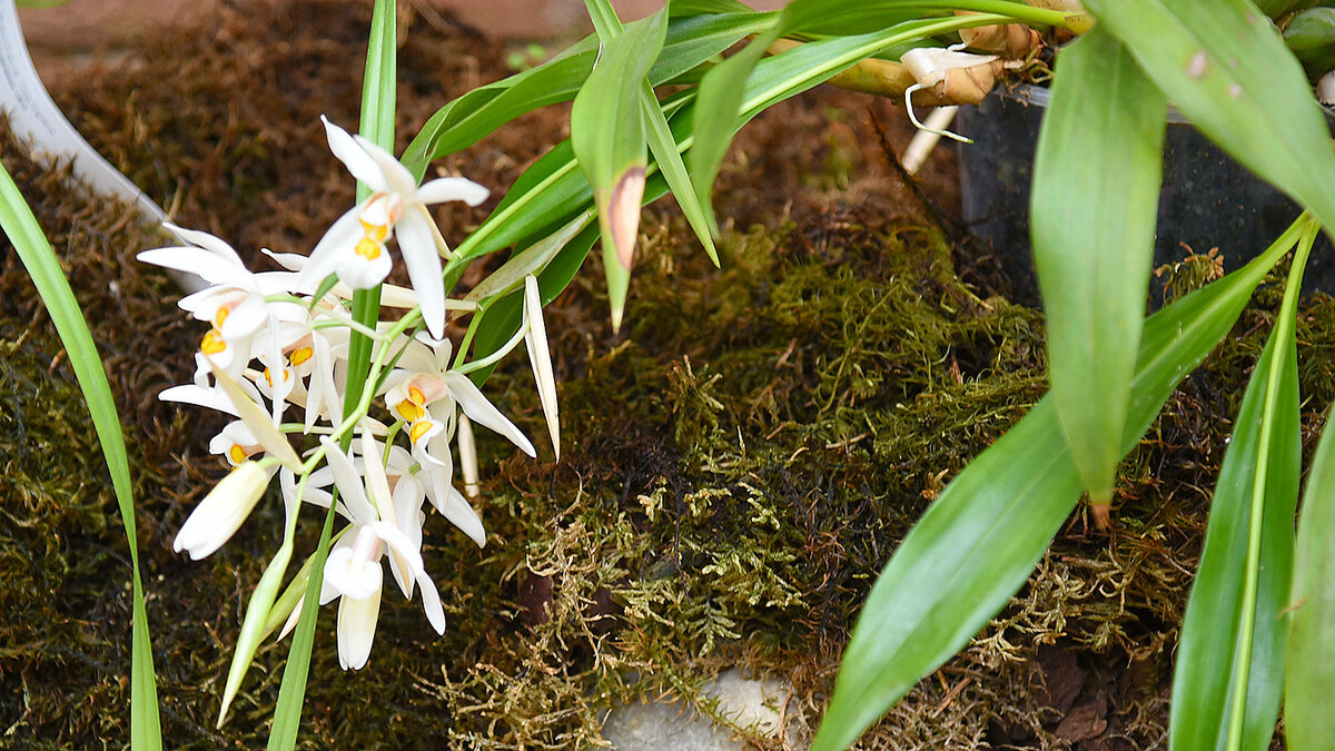 Coelogyne punctulata