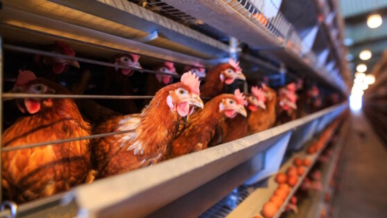    В Минсельхозе РФ ожидают, что цены на продукцию птицеводства стабилизируются Анна Белая