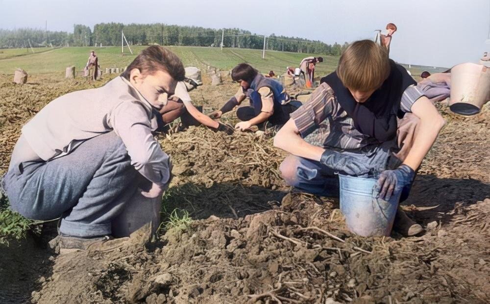 Труд московская область. Школьники на уборке картофеля. Советские школьники на картошке. Студенты на картошке. На картошку в СССР.