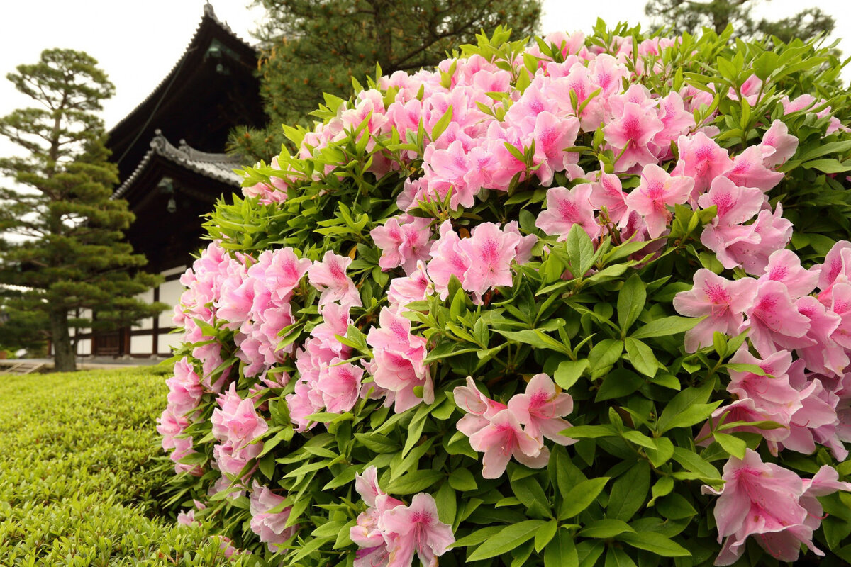     Как выращивать азалию: советы опытных садоводов