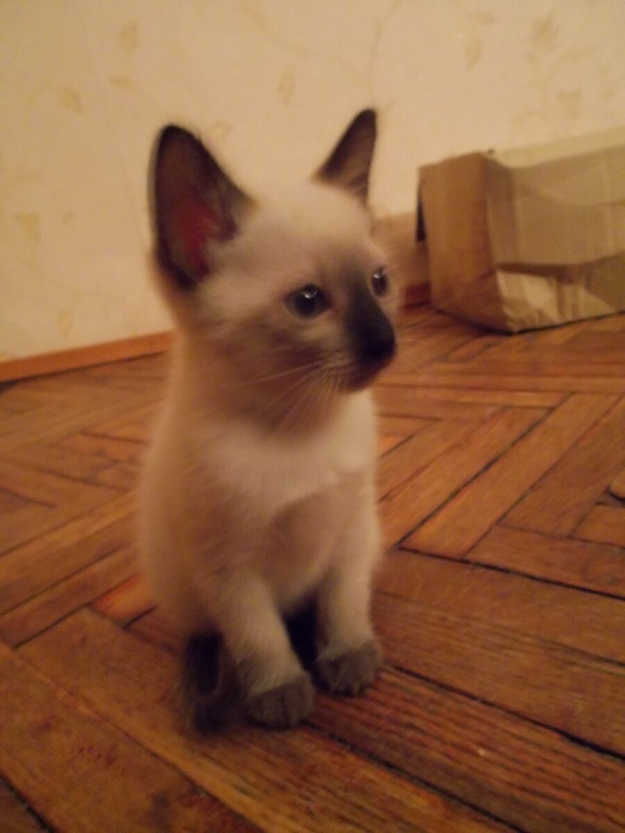 Первый день в нашем доме