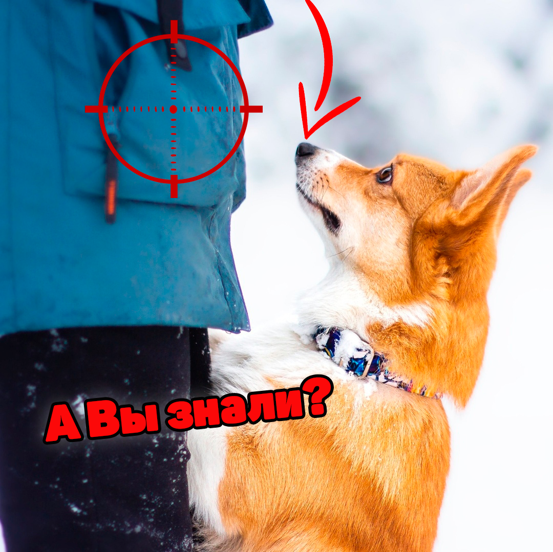 Он уже знает, что в кармане у хозяина!!! Взгляд - выдаёт! 