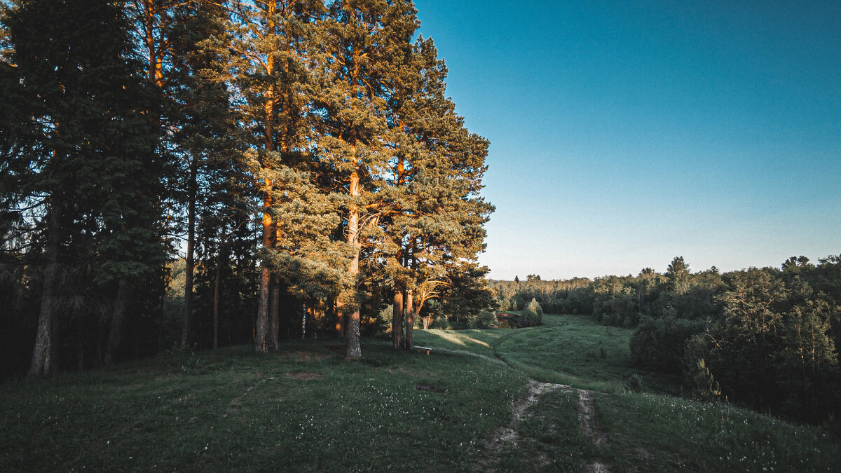 Вечерний лес перед закатом