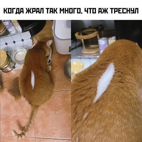 Кот 🐈 обжорка