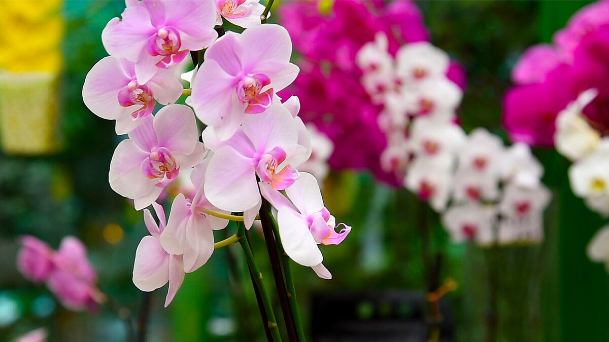 Орхидея фаленопсис