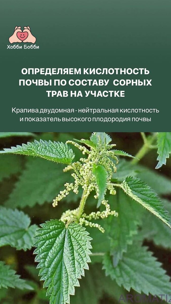 Крапива двудомная. Крапива двудомная жжется. Волоски крапивы. Трихомы тилландсий. Стебель и листья крапивы покрыты тонкими ворсинками.