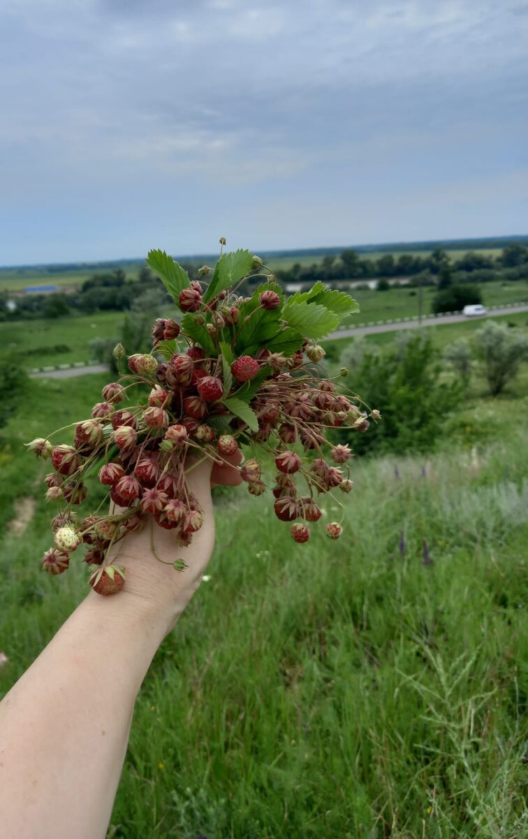 Гора Петушок, станица Тбилисская Краснодарского края