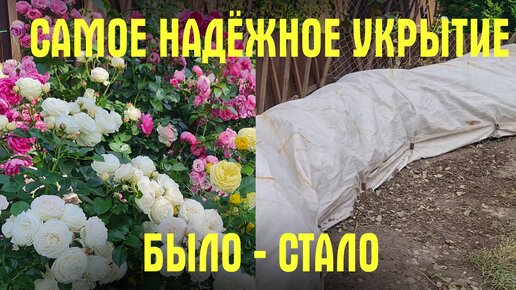 Укрытие растений на зиму в Москве и Подмосковье. Грамотный садовник