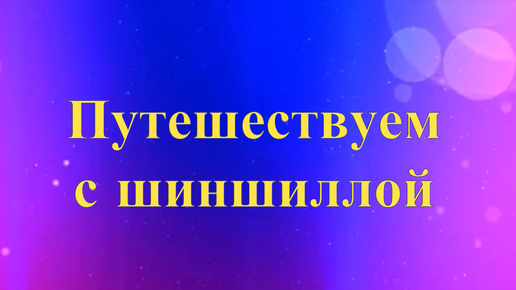 Линяют ли шиншиллы: причины выпадения шерсти и облысения