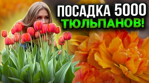 5000 ТЮЛЬПАНОВ ПОСАДКА И ВЫРАЩИВАНИЕ НА СВОЁМ УЧАСТКЕ | КАК В ГОЛЛАНДИИ