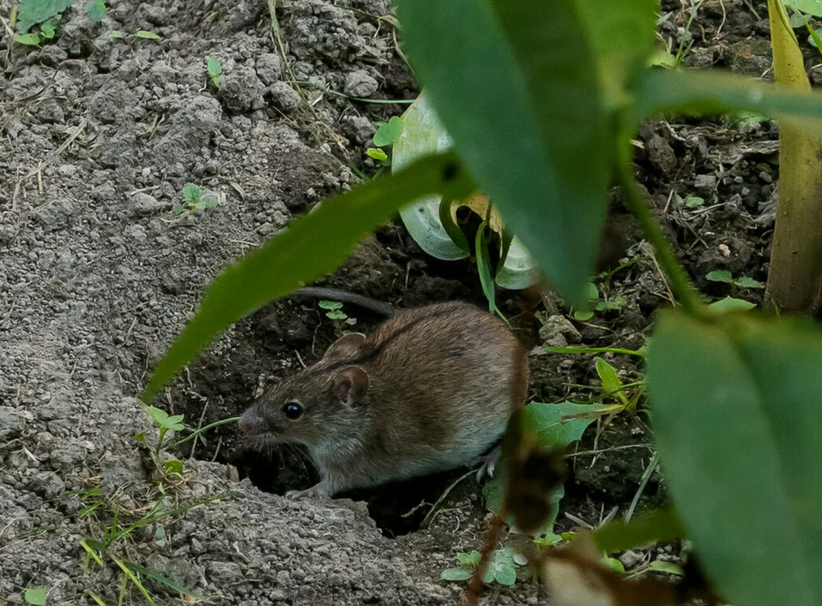 Мыши в огороде. Мышь полевка вредитель. Земляная крыса полевка. Полевые мыши в огороде.