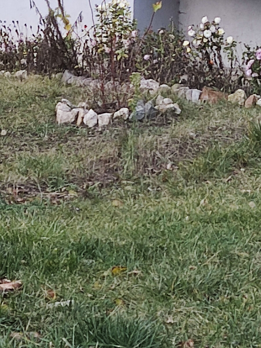 Ноябрь. Травка зеленеет, солнышко блестит