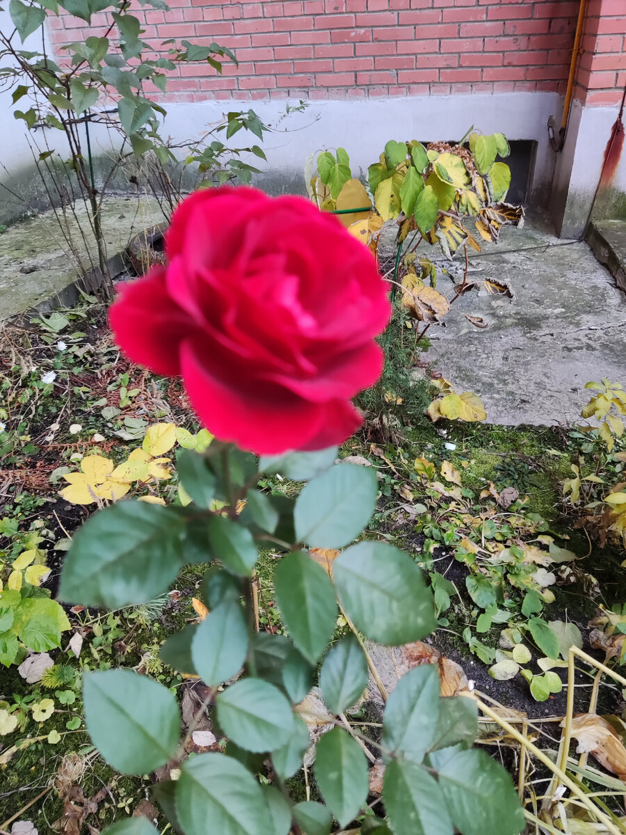 Вот такая розочка цветет у нас во дворе
