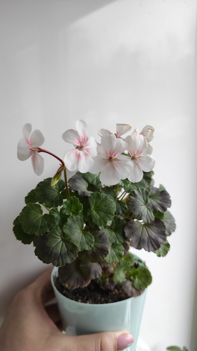 Осеннее цветение 