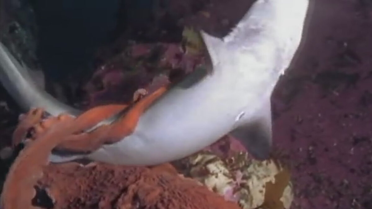 Спрут напал на небольшую акулу