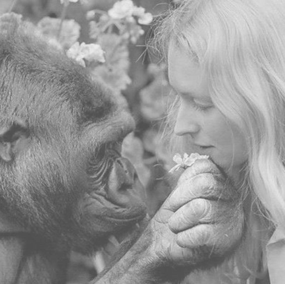 Горилла Коко с помощью обученных жестов вполне умела общаться с человеком, имея при этом IQ 95. Напомню что средний уровень человека 100. 