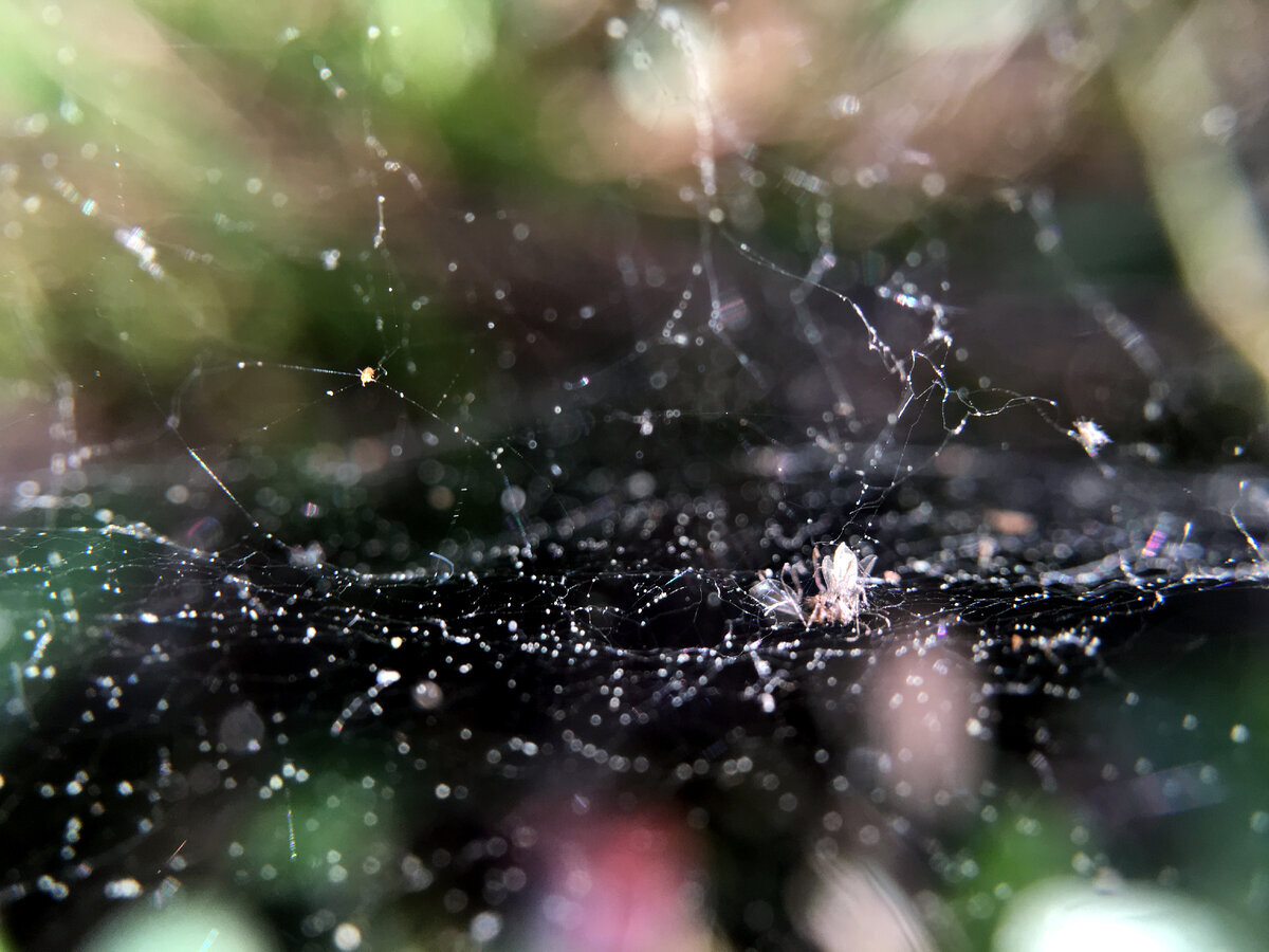 Бог - это КОСМОС. iPhone 6s Plus (с макрообъективом). 29 мм, F2.2, 1/100 сек., ISO40. Экспокоррекция -0.7. На фото - ловчая сеть паука, выступившая моделью бескрайнего космоса. Бесконечное большого отражается в бесконечности малого.