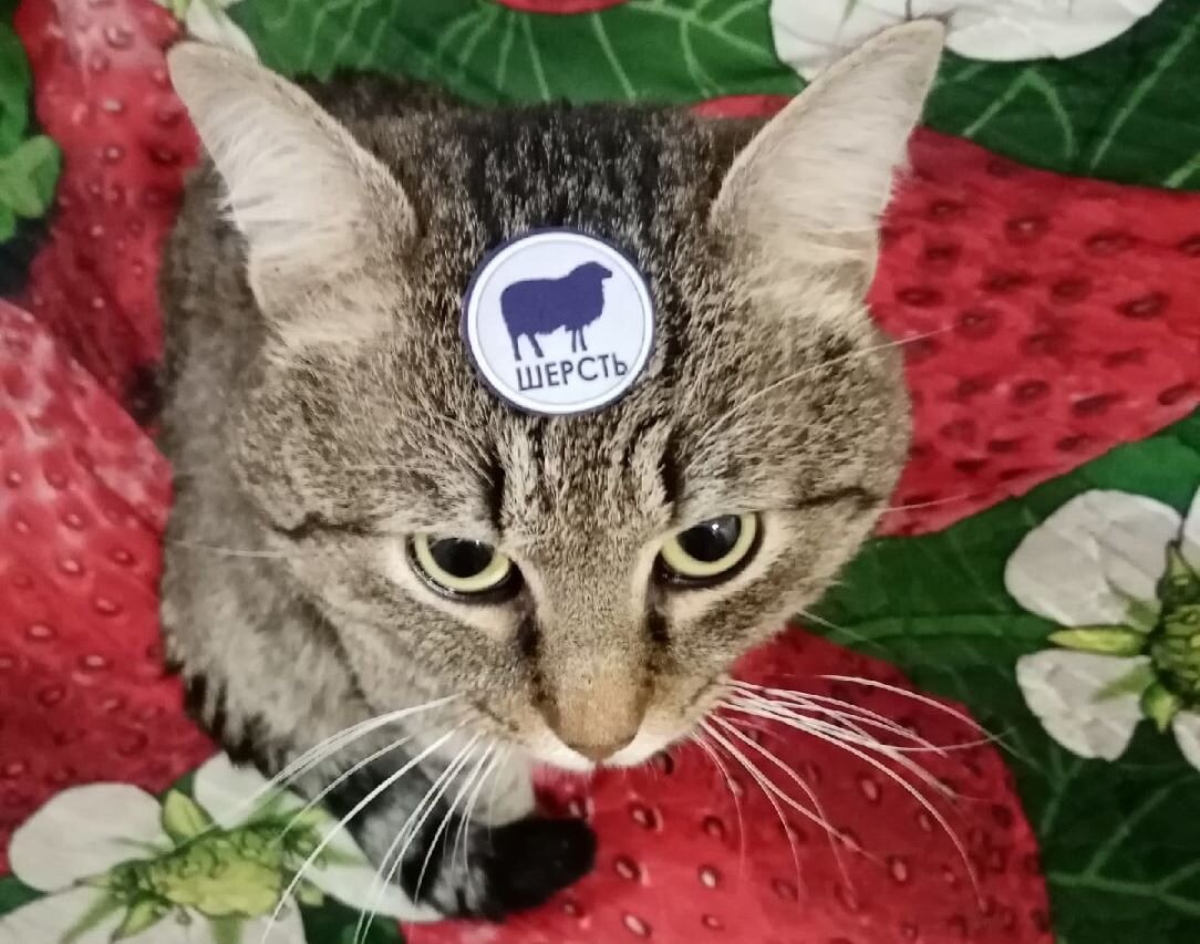 Коты – это не только шерсть, но и источник постоянных расходов.  Фото: Ольга Дружинина