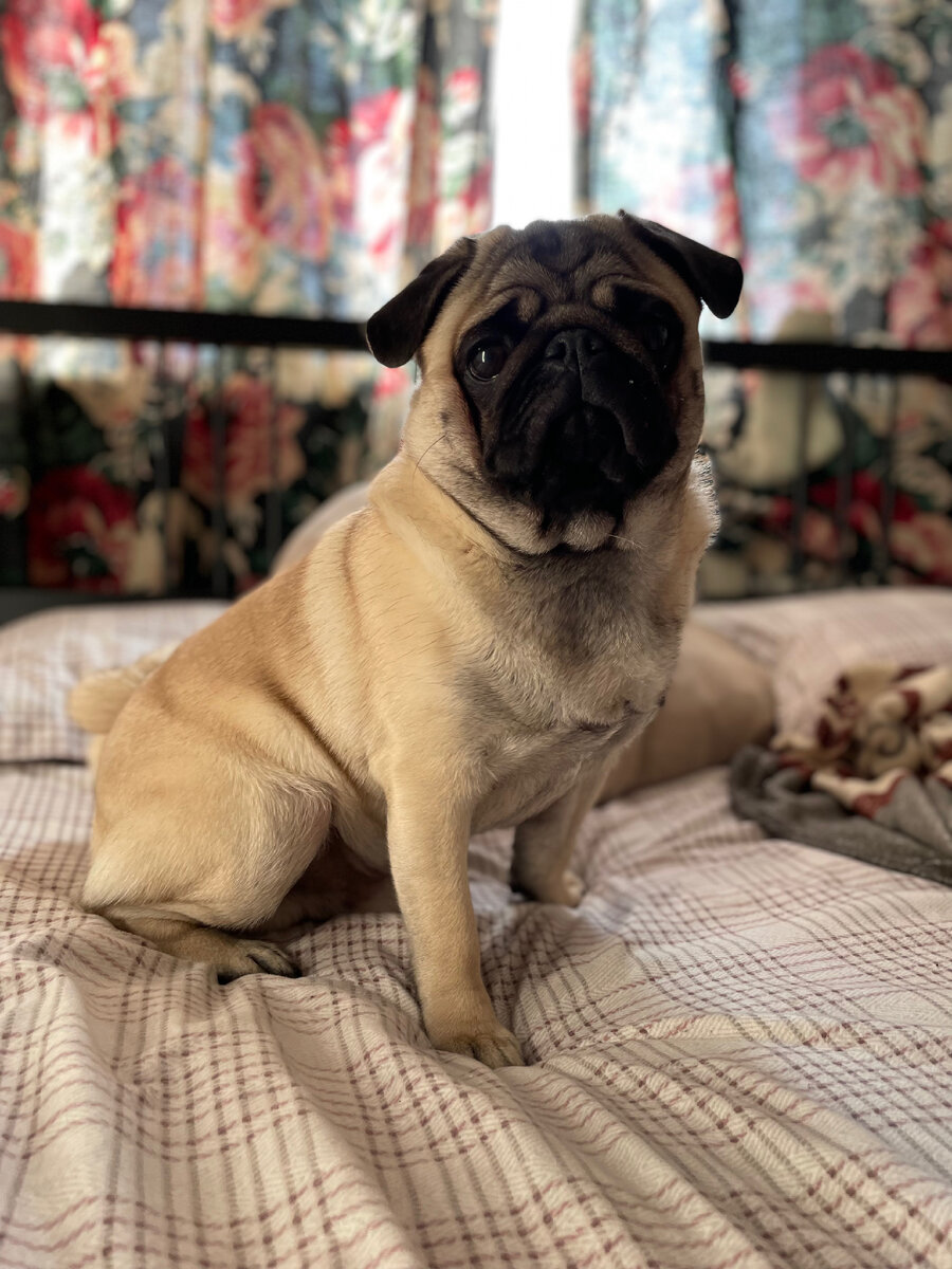 Арчи всех приветствует 