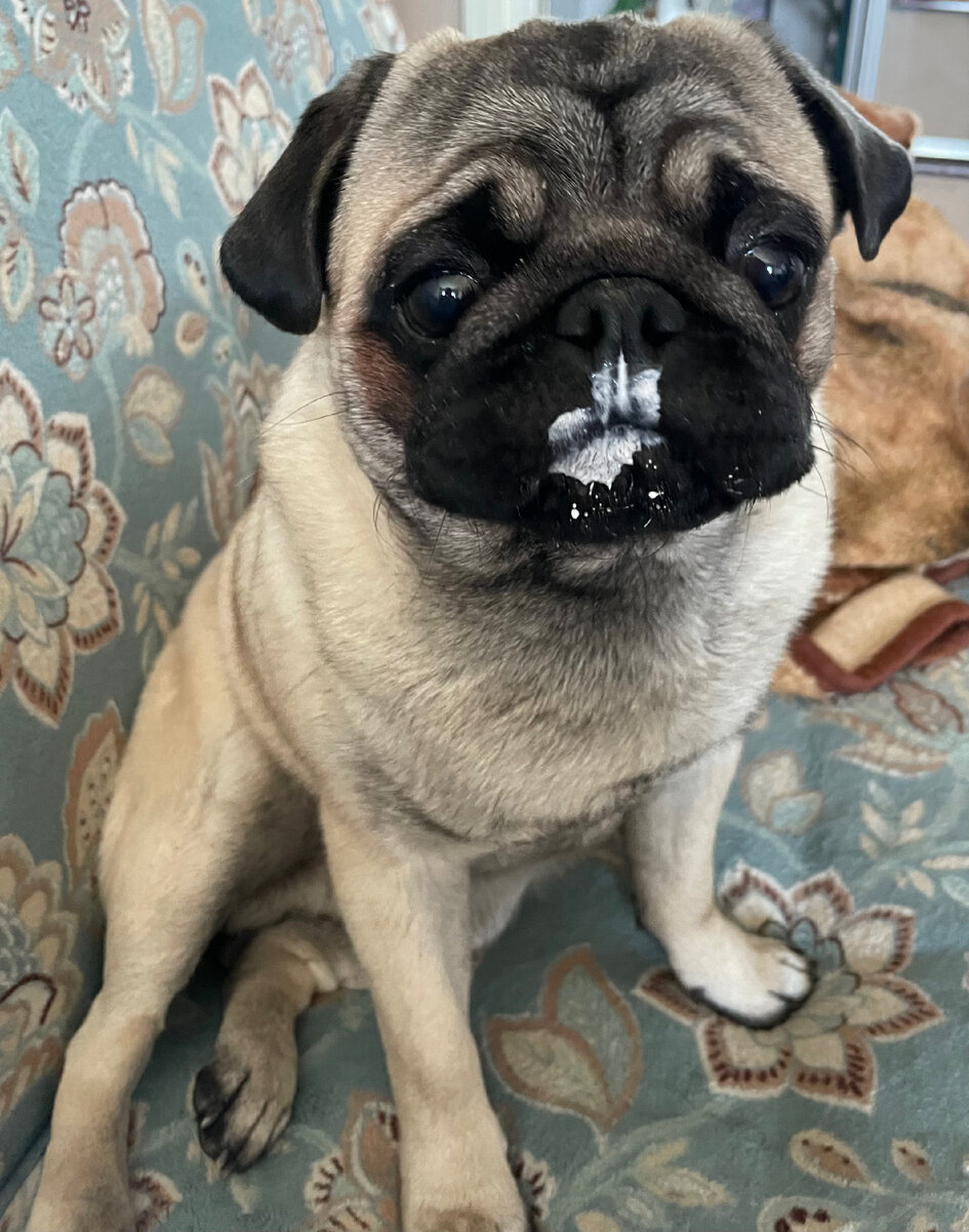 Арчи кушает очень не аккуратно и в складочке всегда можно что то найти