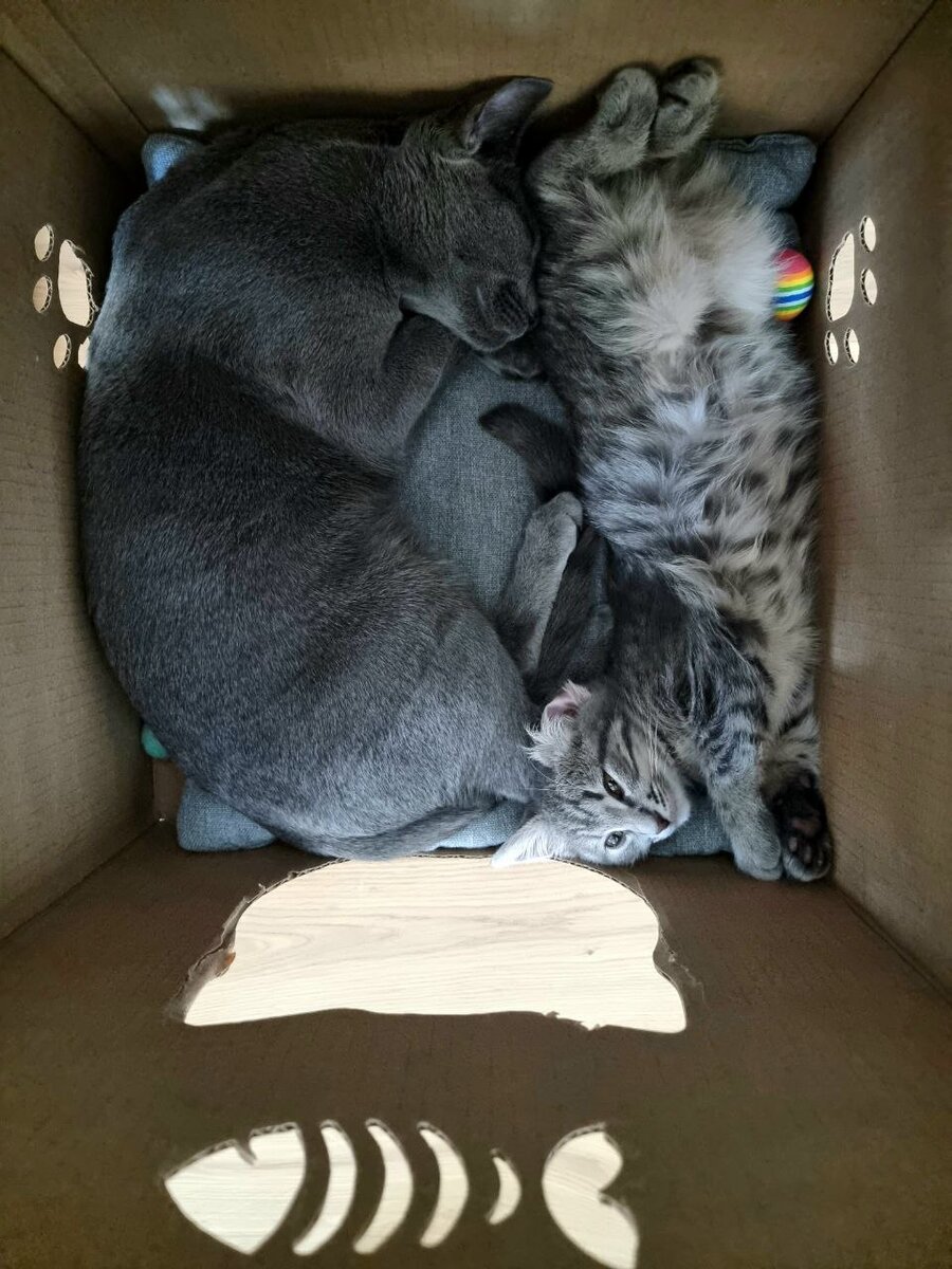Коты красиво упакованы в домике.