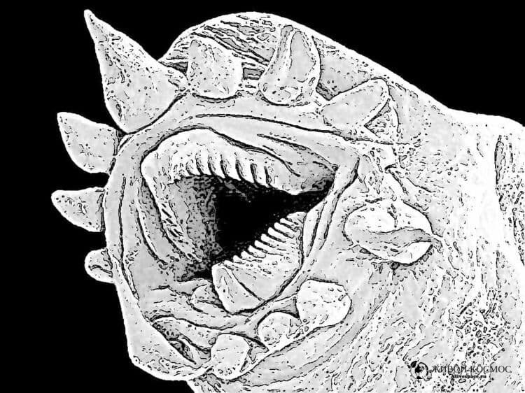      Нематода Halicephalobus mephisto. Из открытых источников.