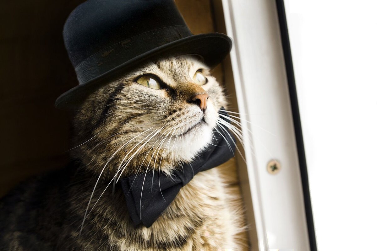Кот джентльмен. Коты в шляпах. Кот интеллигент. Котик в шляпке.