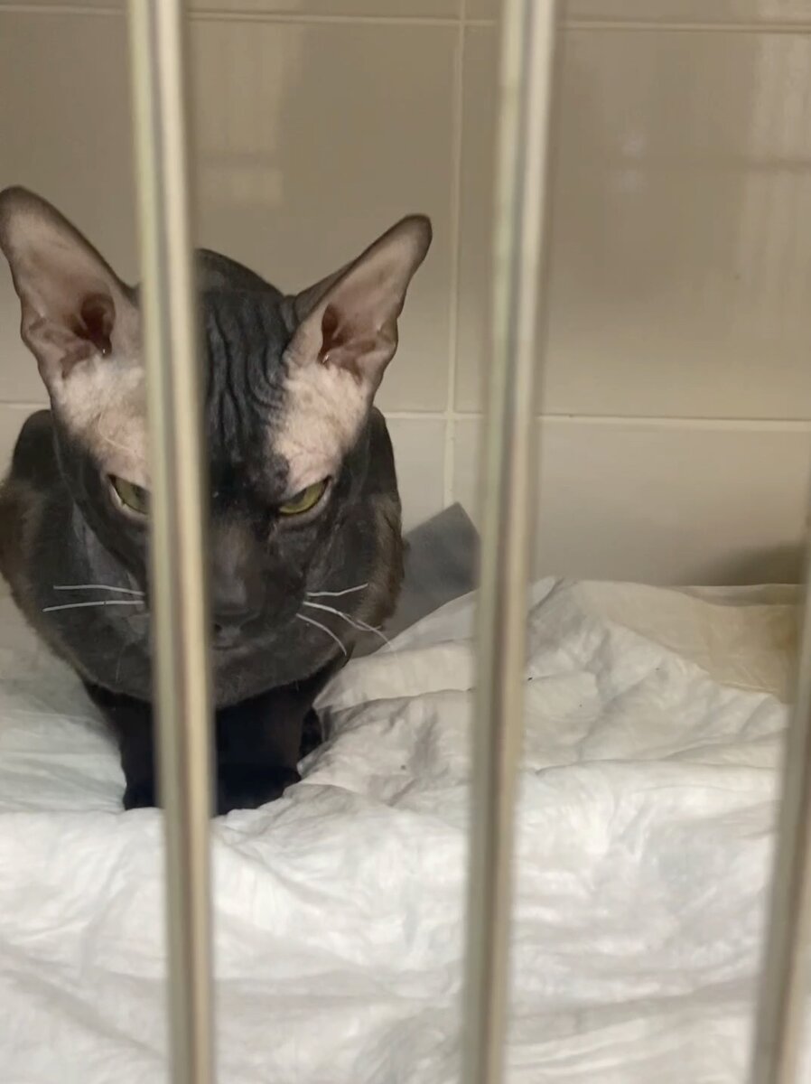 Кот за решеткой