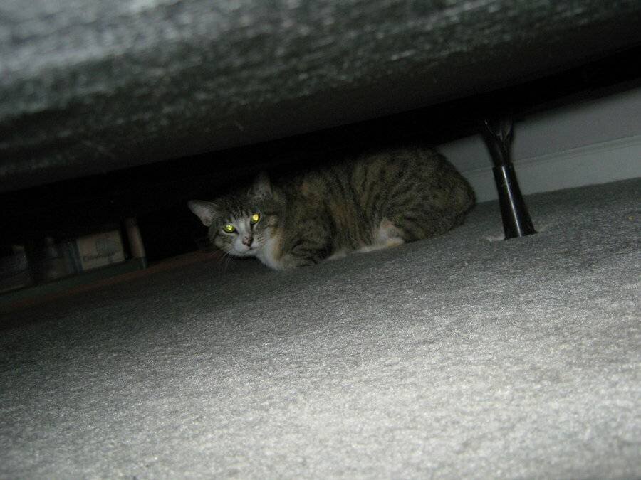Котик под диваном