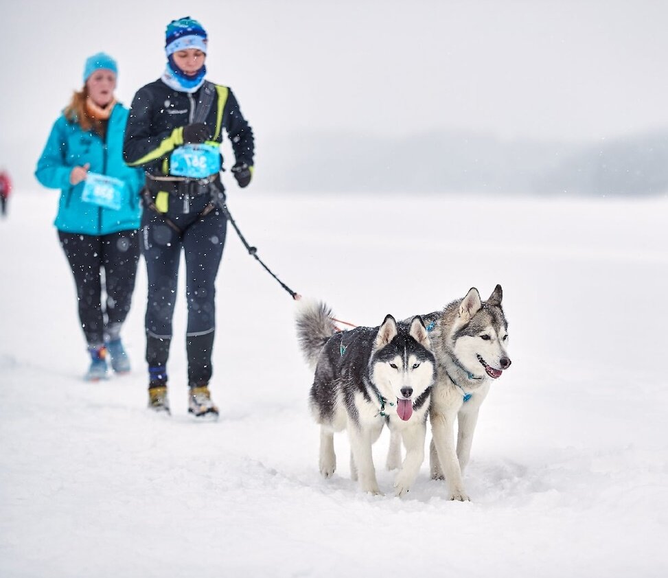 Зимние приключения: Как сделать тренировку с собакой веселой и эпичной под ледяным небом!