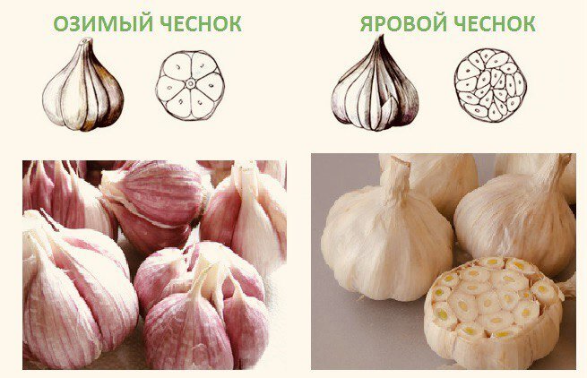 озимый и яровой чеснок