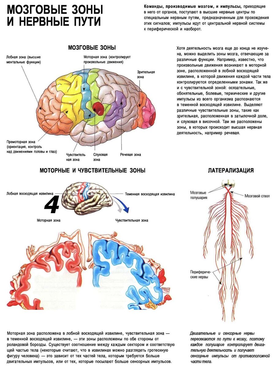 функции зон коры больших полушарий головного мозга двигательная. кора головного мозга зоны коры головного мозга. зоны чувствительности коры головного мозга. премоторная кора лобной доли. чувствительные зоны головного мозга.