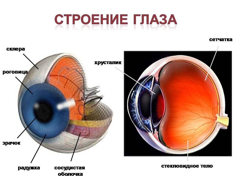 Глаз состоит из клеток. Строение глаза сетчатка роговица хрусталик. Строение и функции глаза хрусталик стекловидное тело сетчатка. Строение и функции хрусталика сетчатка глаза. Внутреннее строение глаза человека схема.