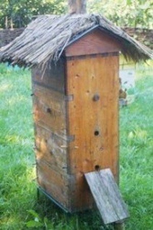 УЛЕЙ ПРОКОПОВИЧА